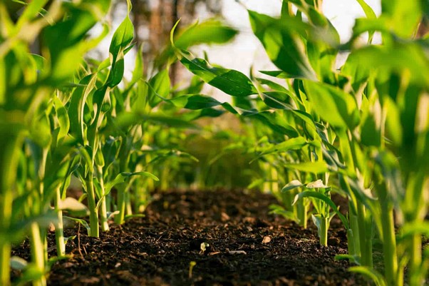 L’Agence de transformation agricole lance un appel à candidatures jusqu’au 09 février